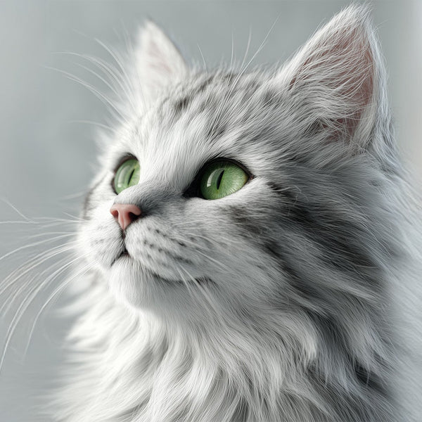 Kedi Bakım