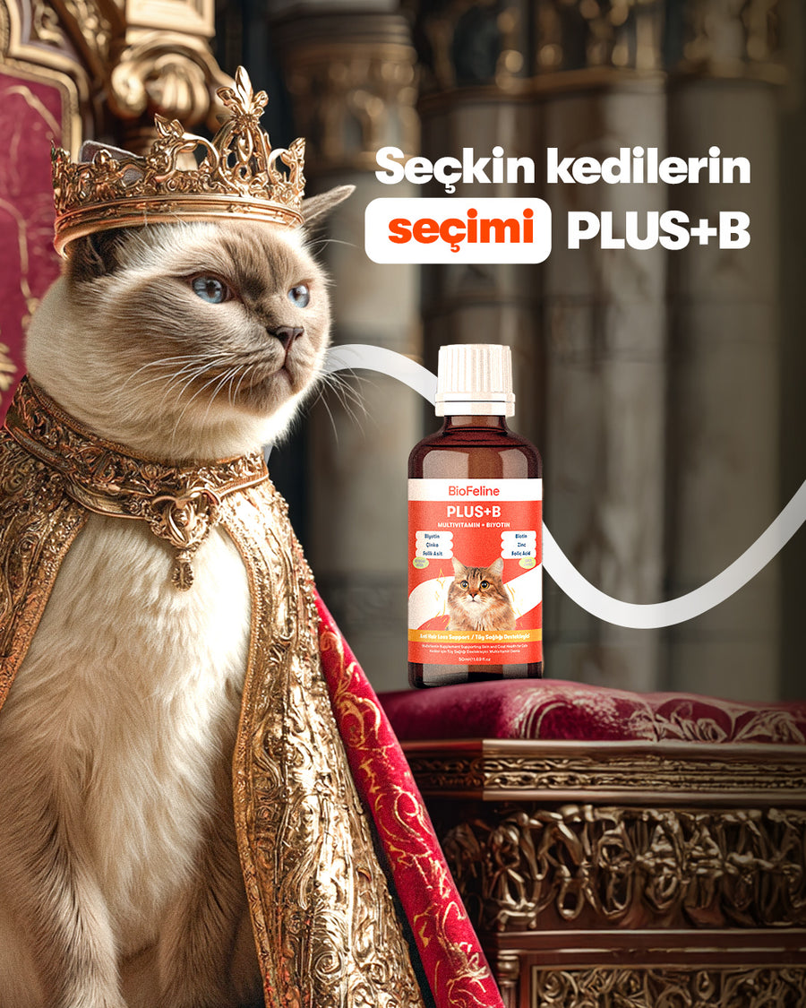 BU EVDE HER PATİNİN BİR SIRRI VAR!