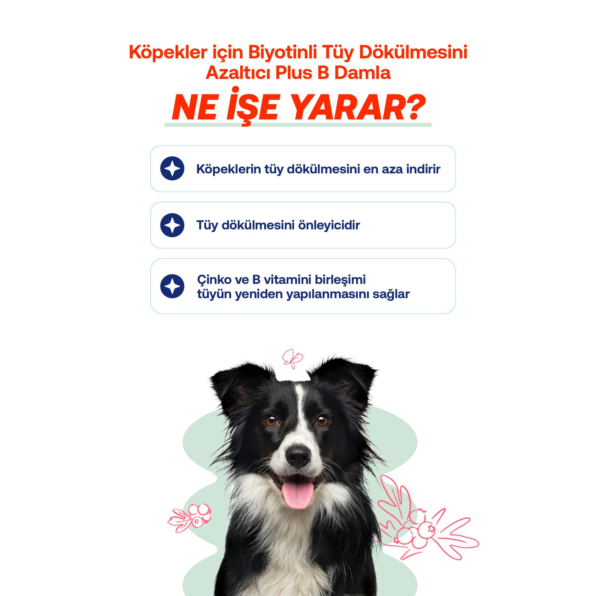 Biotin Damla Dokulmesi Deri Kopekler Vitamin – Tüy Sağlığı | BioFeline