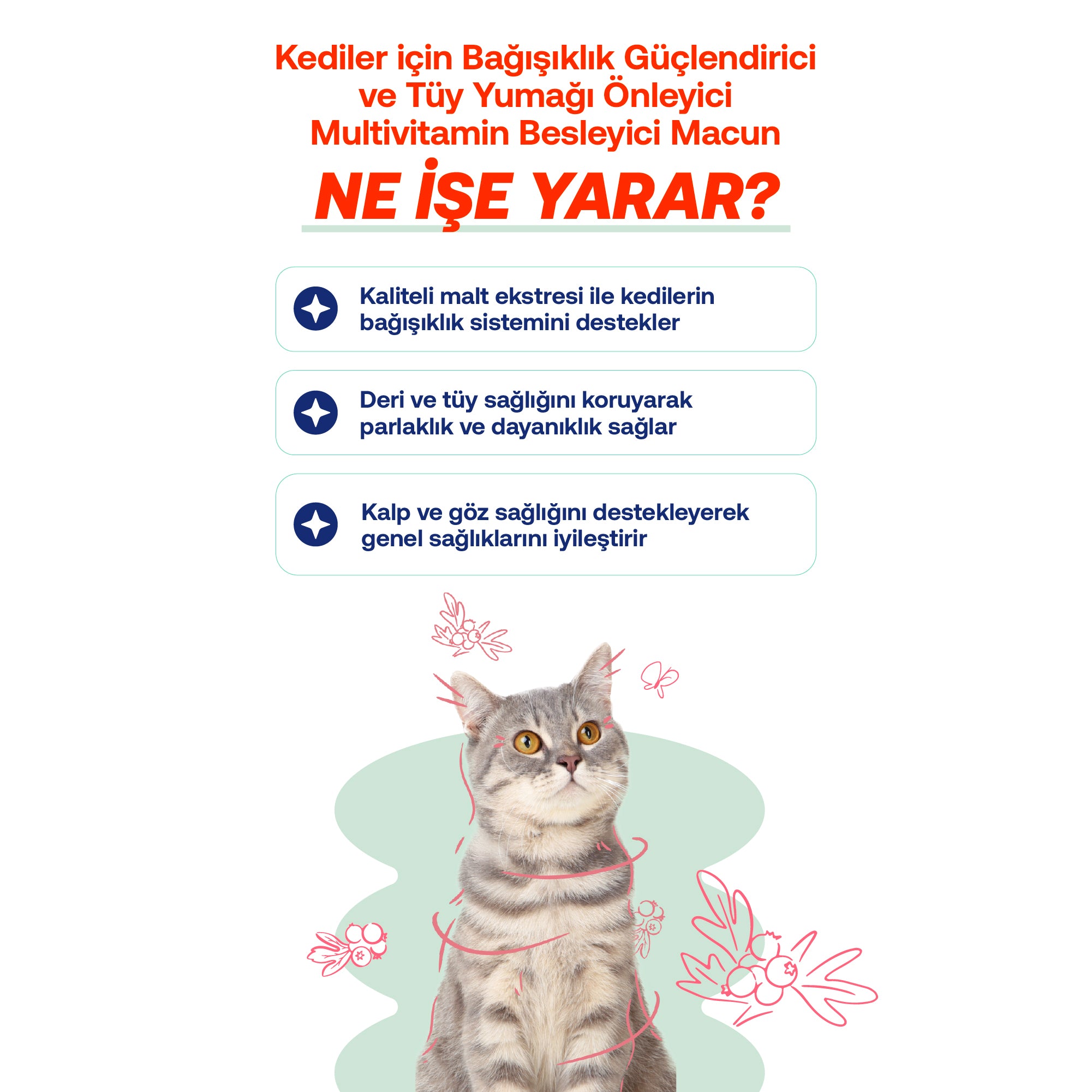 Biofeline Dusuklugu Halsizlik Kediler I – Bağışıklık Destek | BioFeline