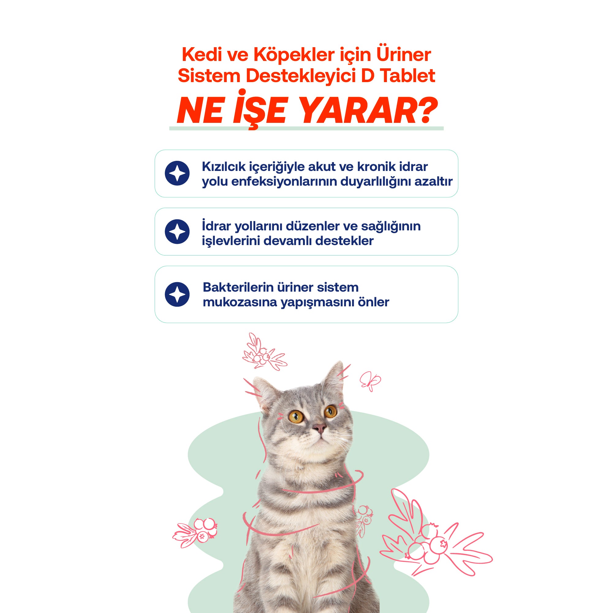 Tablet Idrar Biofeline Eklem Yolu Set – Bağışıklık Destek | BioFeline