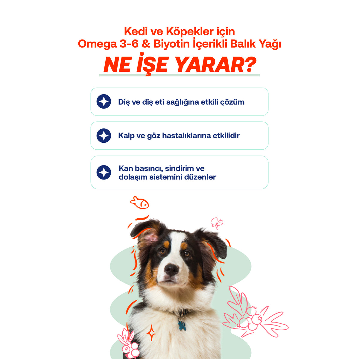 Kediler İçin Mevsimsel Tüy Dökülmesi Destek Seti – Derma Malt + Balık Yağı | BioFeline