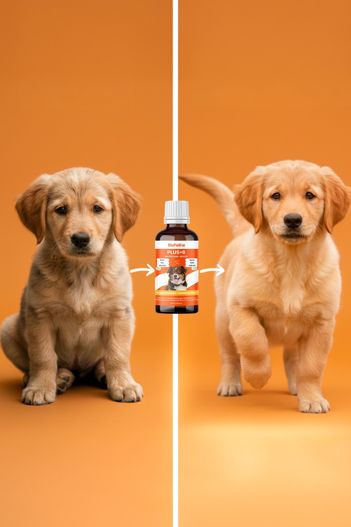 Köpekler İçin Biotin Damla – Tüy Dökülmesi ve Deri Sağlığı Desteği, 50 ml | BioFeline