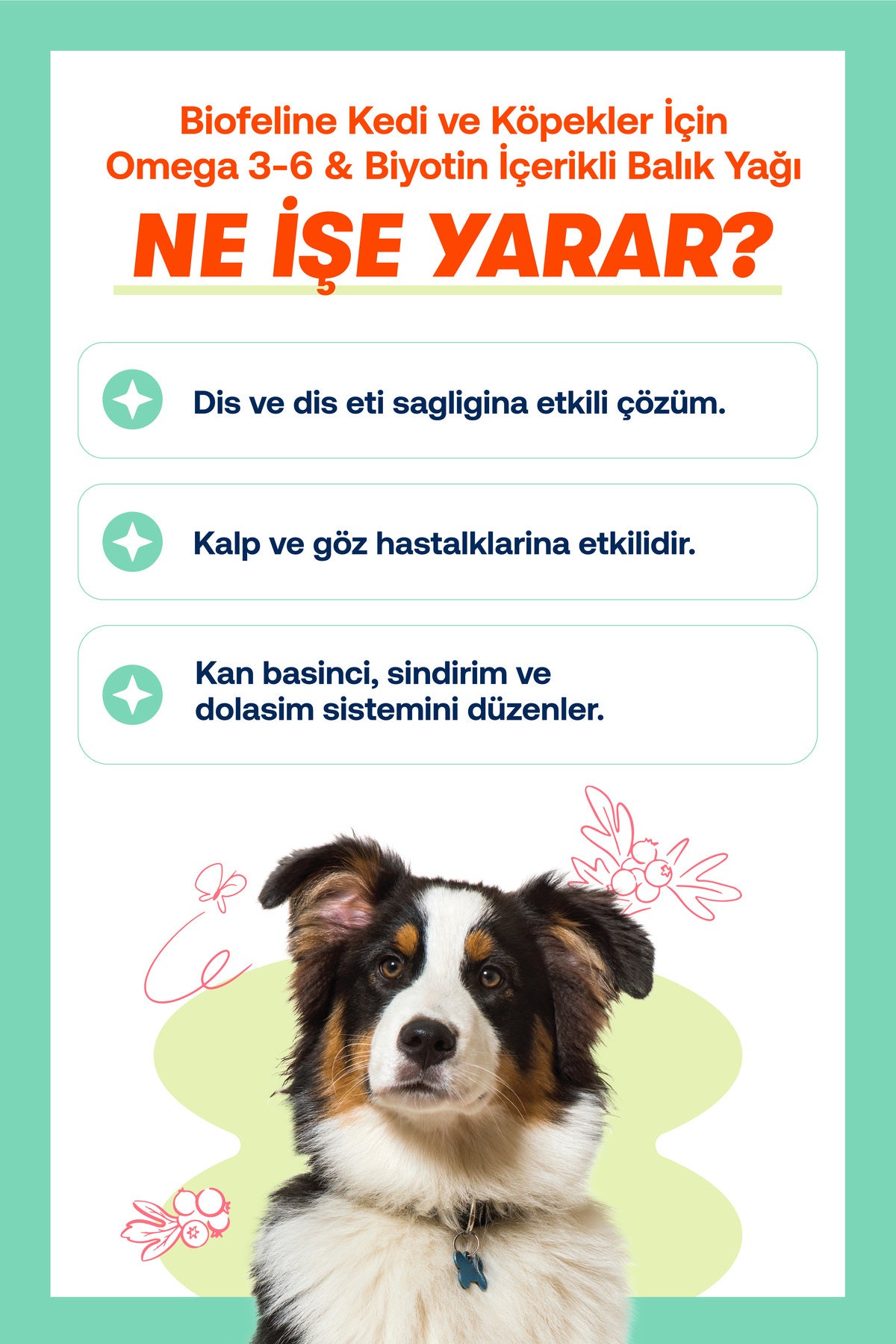 Köpekler İçin Tüy Sağlığı Destek Seti – Omega 3-6 Balık Yağı + Biotin Damla | BioFeline